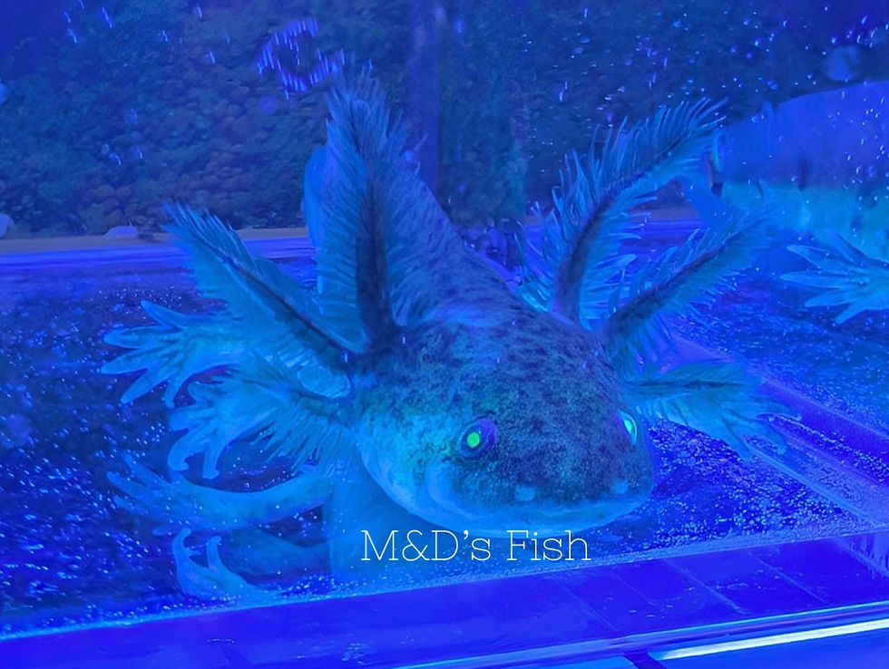 Thumbnail: GFP Wild Type Axolotl (8+ inches)