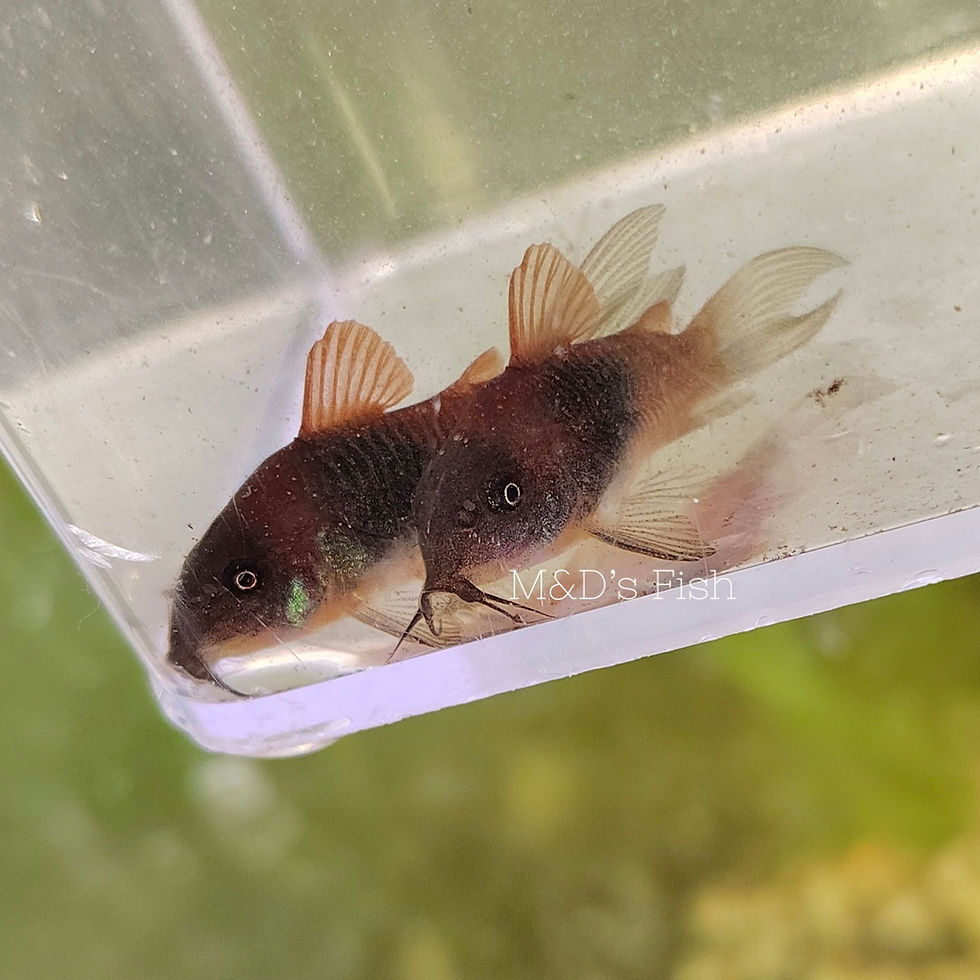 Thumbnail: Orange Venezuelan Corydora Catfish 