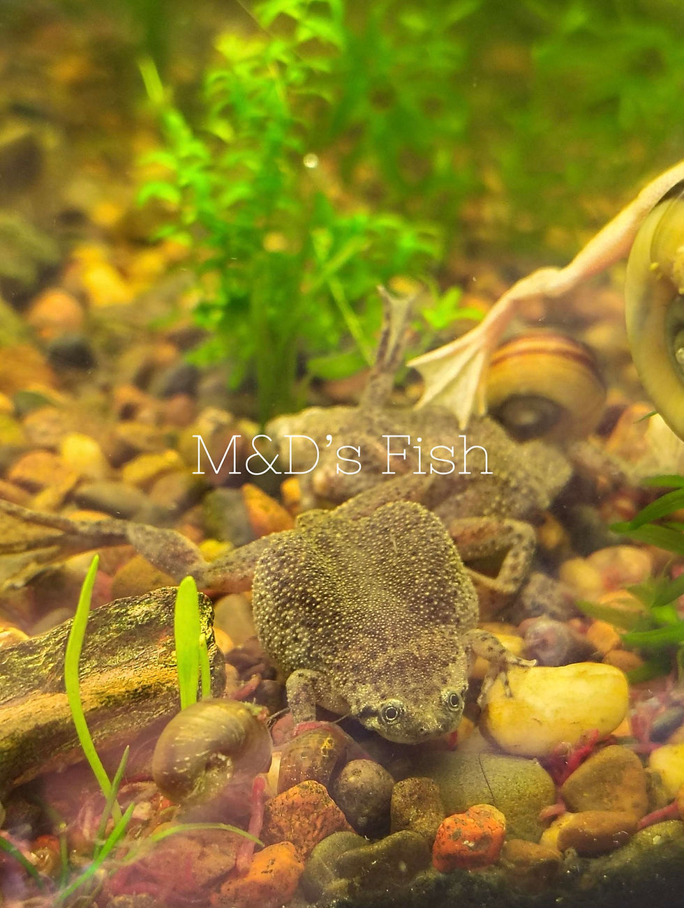 Thumbnail: African Dwarf Frog