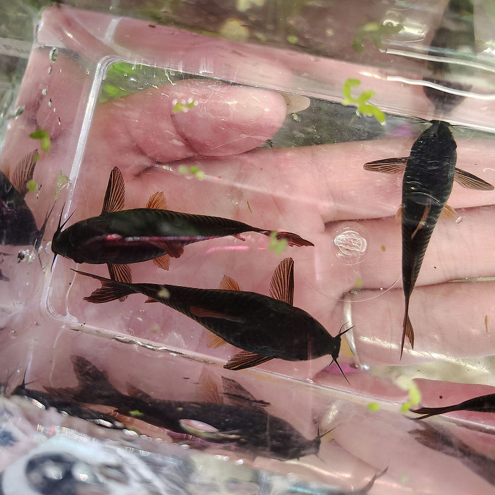 Thumbnail: Black Schultzei Corydora Catfish (Black Venezuela) 