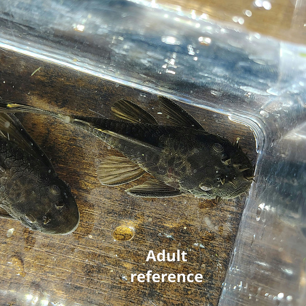 Thumbnail: Green Dragon Bristlenose Pleco (Standard Fin)