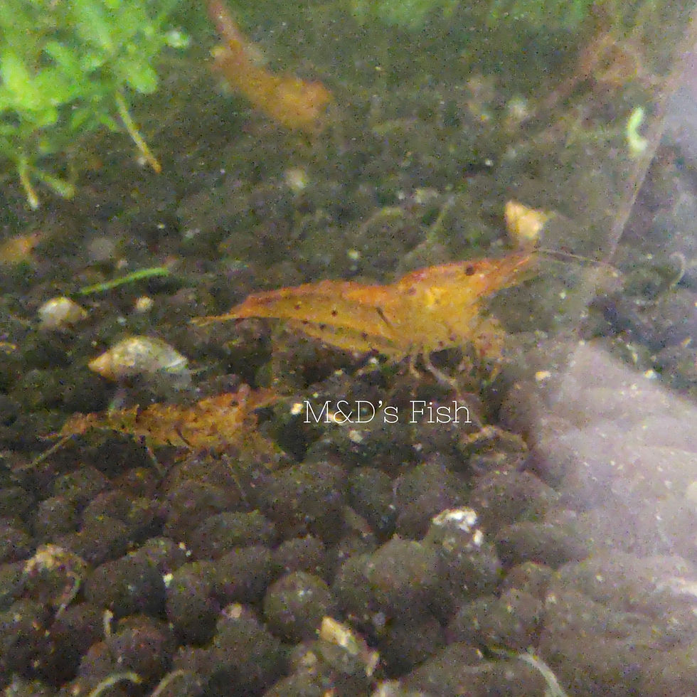 Thumbnail: Tangerine Tiger Caridina Shrimp 