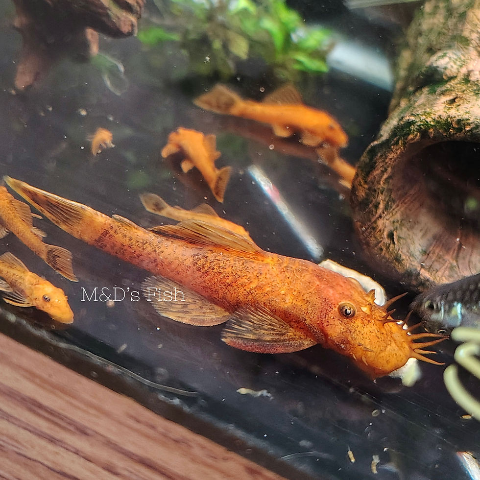 Thumbnail: Super Red Bristlenose Pleco Mature Male 