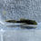 Thumbnail: Green Dragon Bristlenose Pleco (Long Fin)
