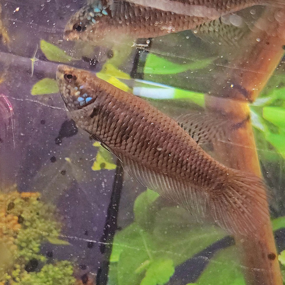 Thumbnail: Betta Smaragdina Wild HAREM 1M4F