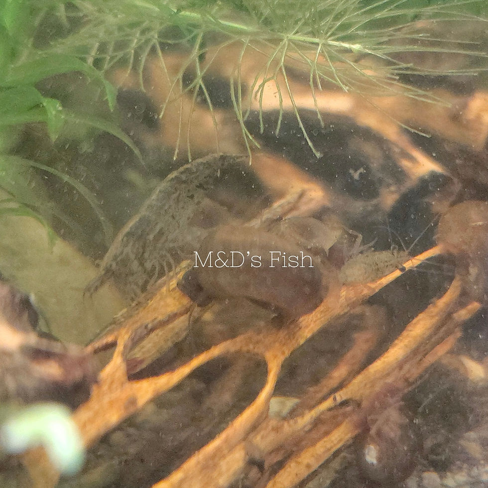 Thumbnail: Neocaridina Shrimp Culls (Assorted Color)