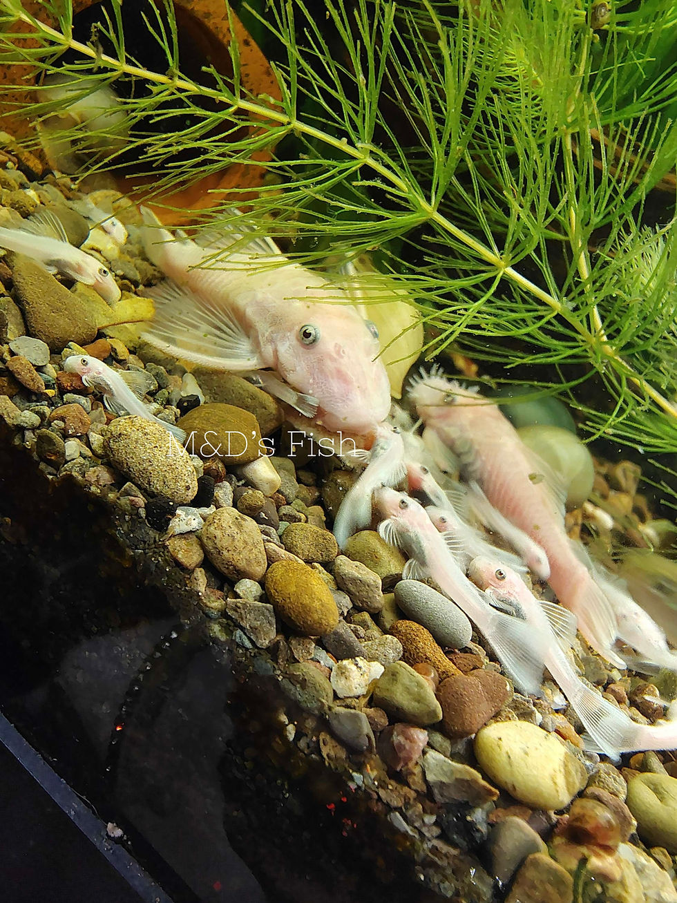 Thumbnail: Snow White Bristlenose Pleco 