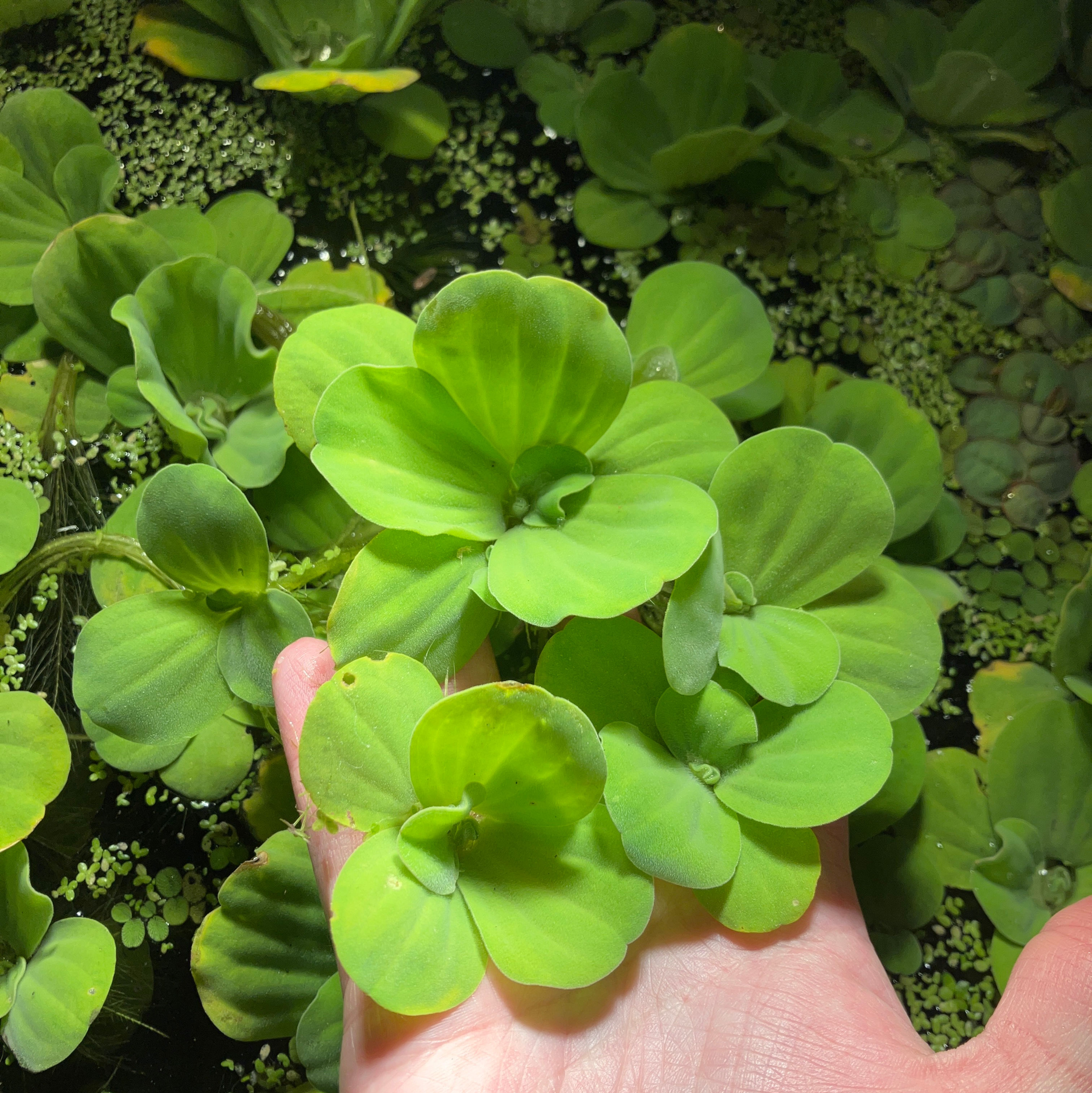 Water Lettuce 