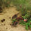 Thumbnail: Orange Venezuelan Corydora Catfish 