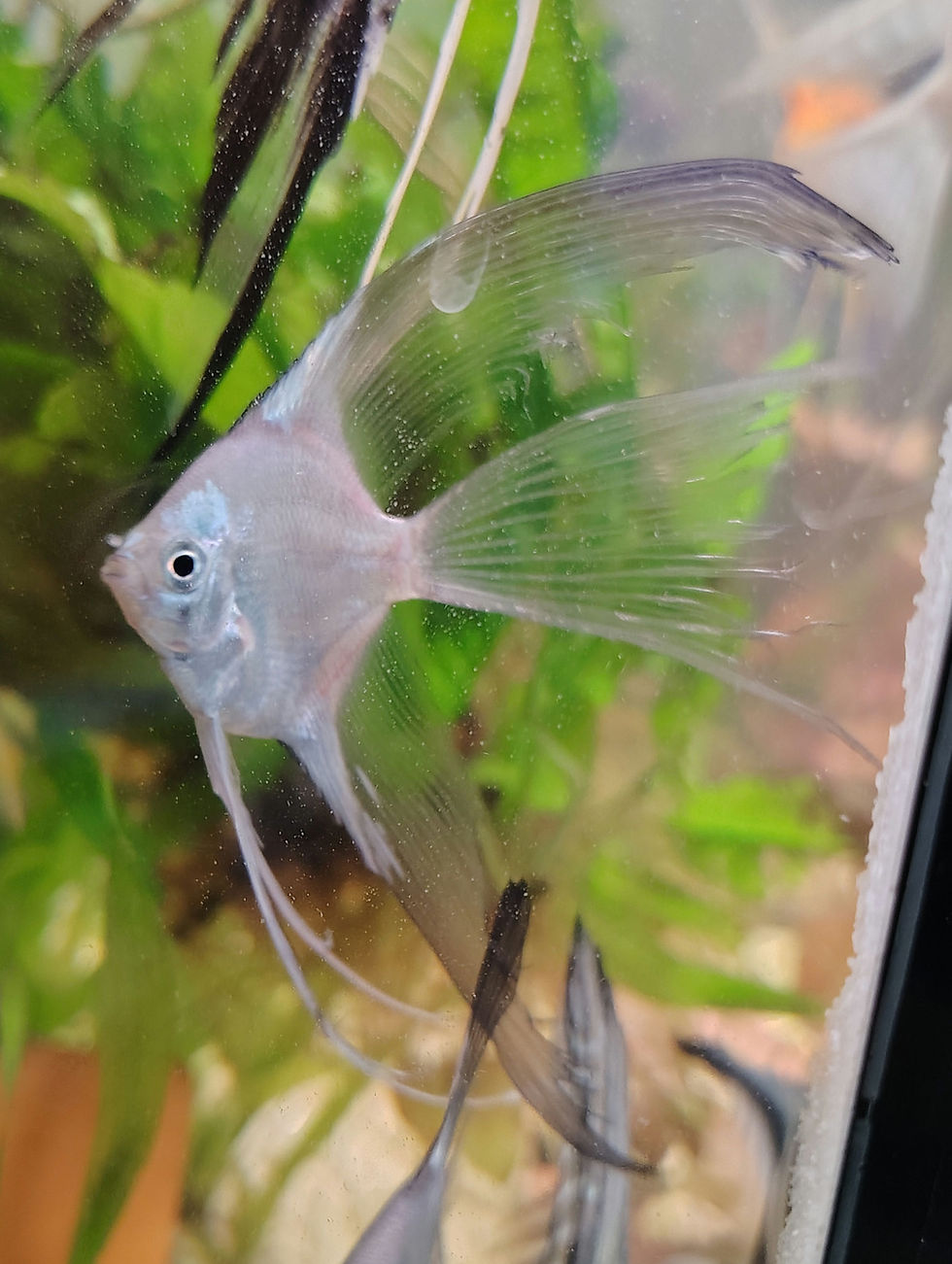 Thumbnail: Blushing German Blue "Superveil!" Angelfish (Half Dollar Size)