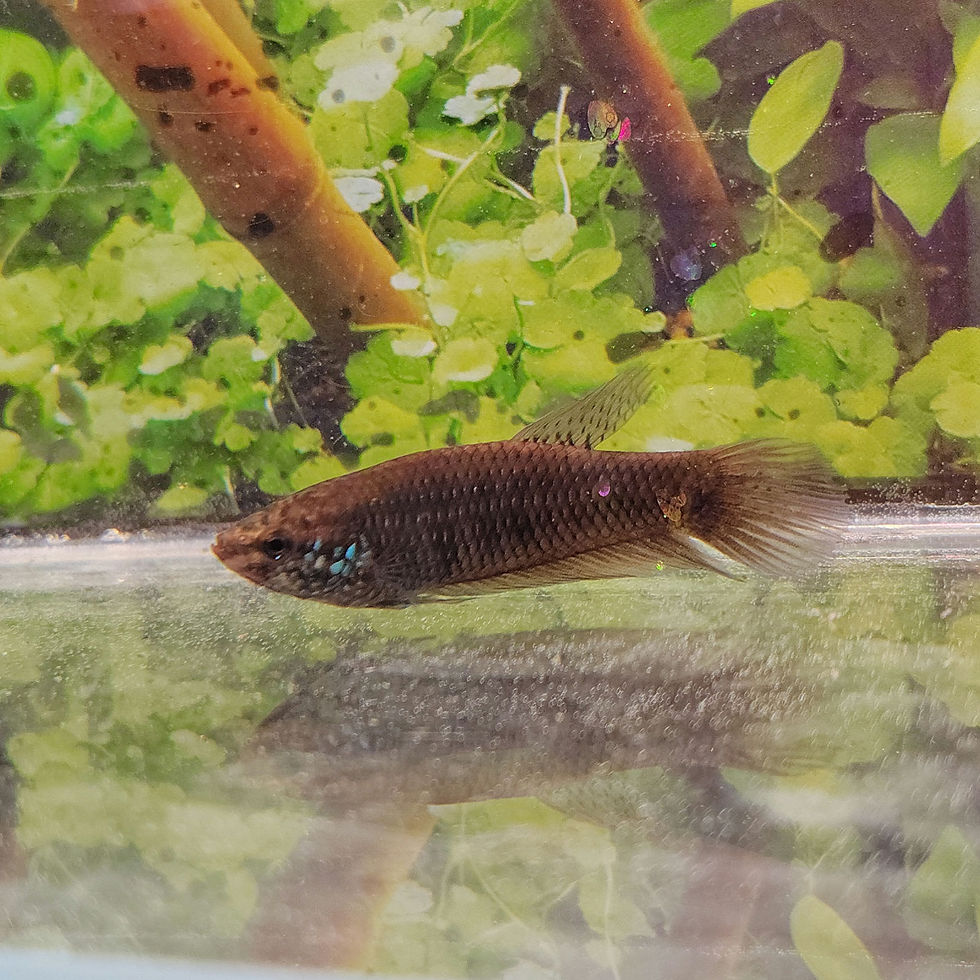 Thumbnail: Betta Smaragdina Wild Betta FEMALE sellers choice 