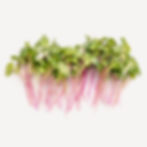 Radish