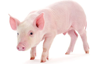 AdobeStock_314149553_Piglet.jpeg
