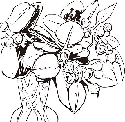 イラストレーション illustration 植物画