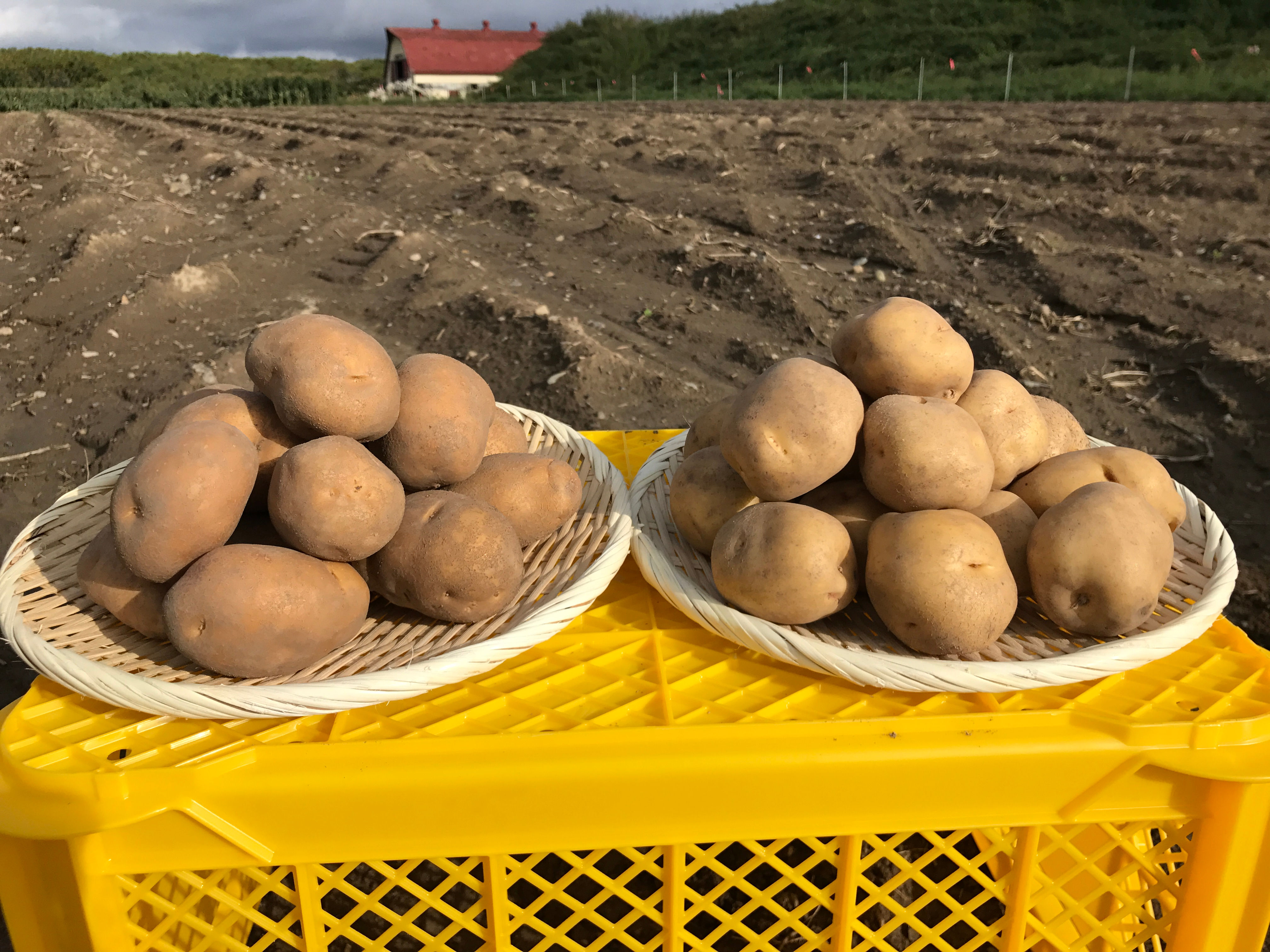 詰合せセット5kg（キタアカリ+インカ）