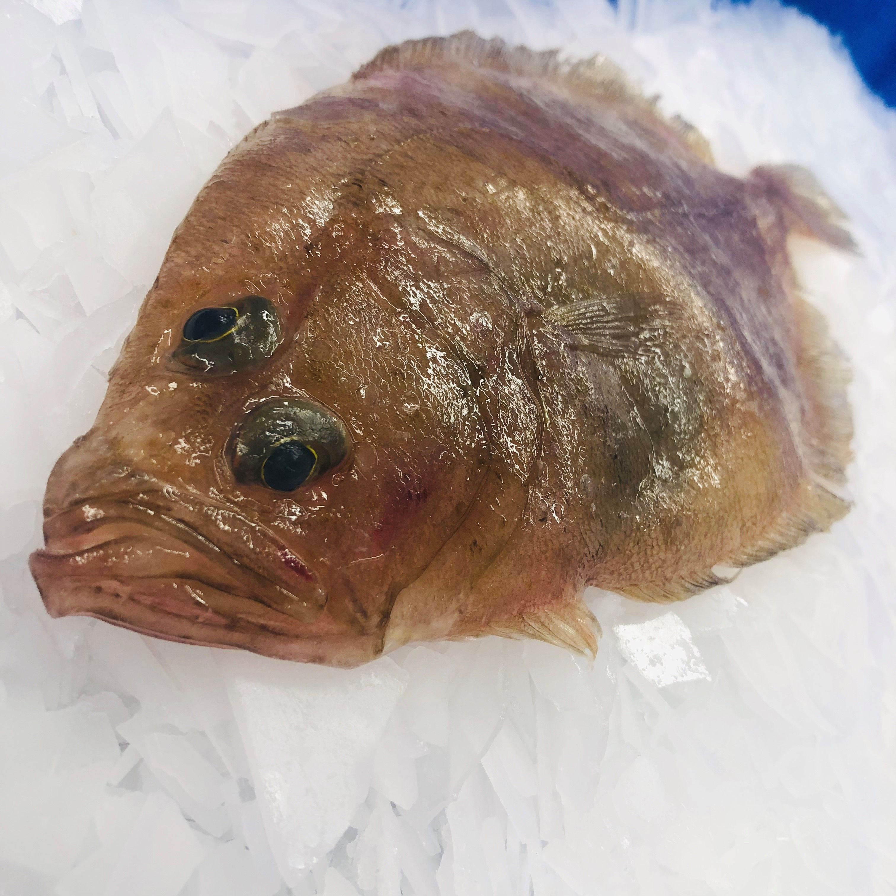 Megrim Sole (Cornish Sole) Fillet Portion 180-200g