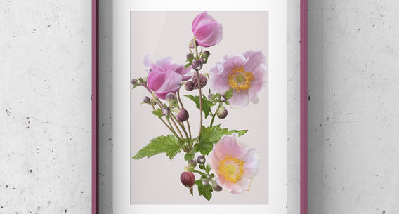 Mock up of framed pale pink Japanese anemones on an off white back ground. The digital oil painting also has stems and leaves.
