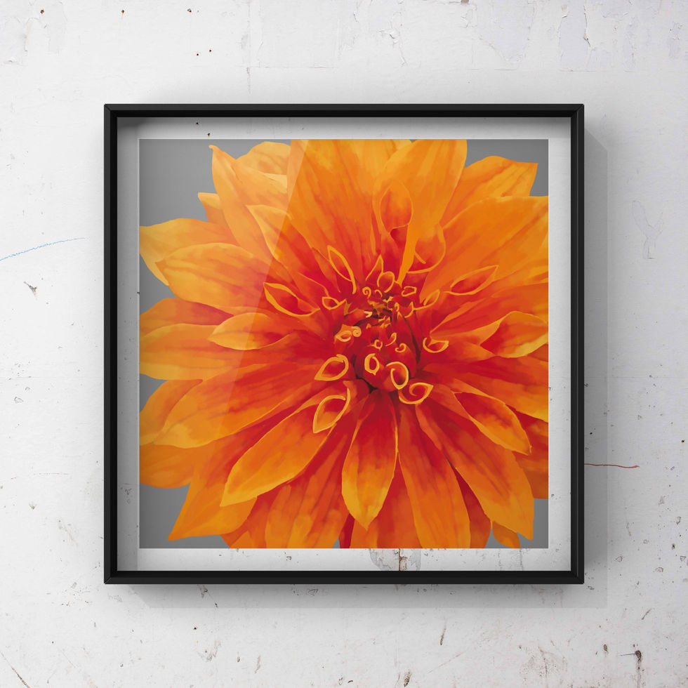 Mock up framed print of a digital watercolour painting of a large tangerine orange Dahlia on a background of a grey gradient.