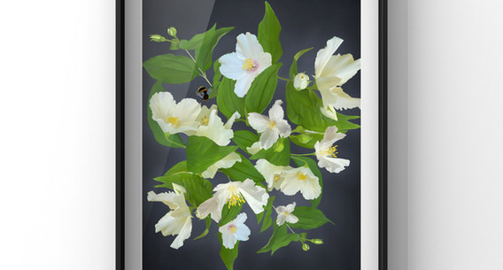 A digital pastel drawing of branches of cream and white philadelphus with bumble bees. Created on a dark stormy grey background.