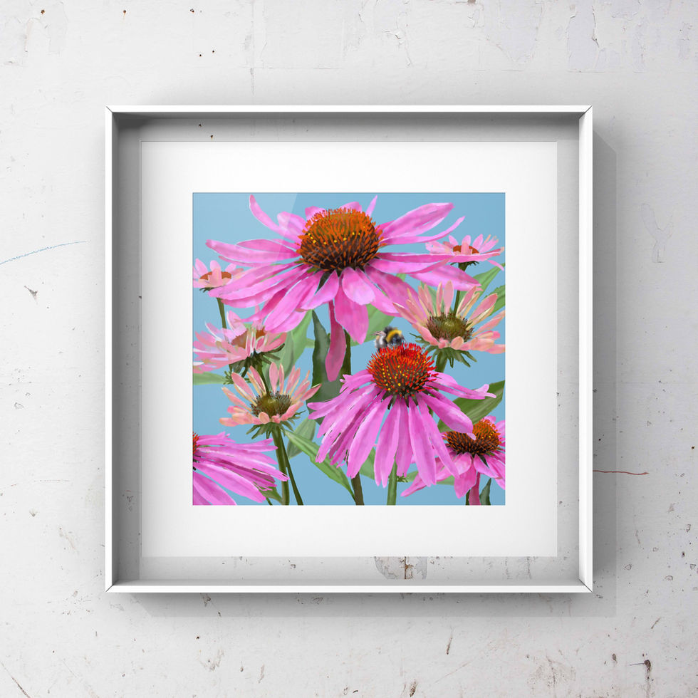 Bright pink Echinacea flower heads arranged on a light turquoise background. Painted in digital watercolours.