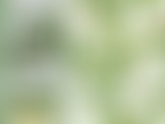 a pattern design and photos featuring the Philadelphus flowering shrub