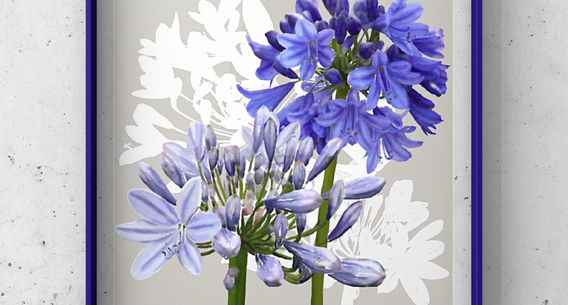 A watercolour raster print on a grey background. The two shades of Indigo blue Agapanthus flowers are placed over white silhouette flower heads.