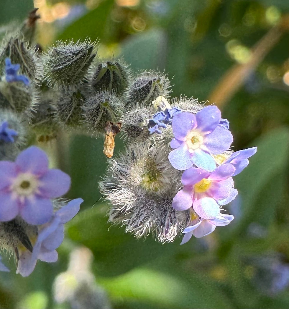 The unfurling spiral of the forget me not buds