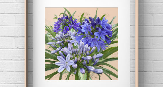 A digital water colour print of four Agapanthus flower heads on a bed of long green leaves. The colours are deep and light indigo blues on a beige cream background with water colour splatters for texture.