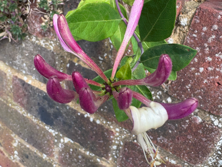 a photo of the wildflower Honeysuckle