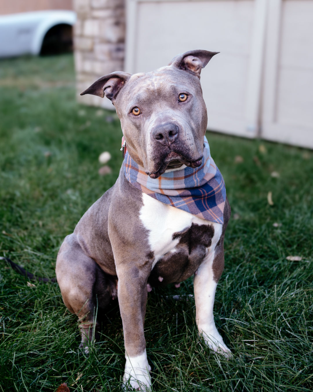 LumberPup Collar Bandana