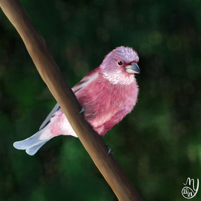 digital painting of a rosefinch bird