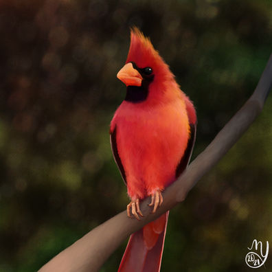 digital painting of a cardinal bird