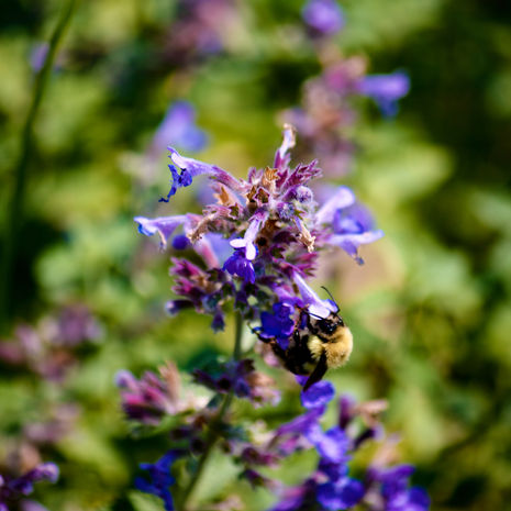 bee on flower