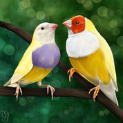 digital painting of two gouldian finch birds