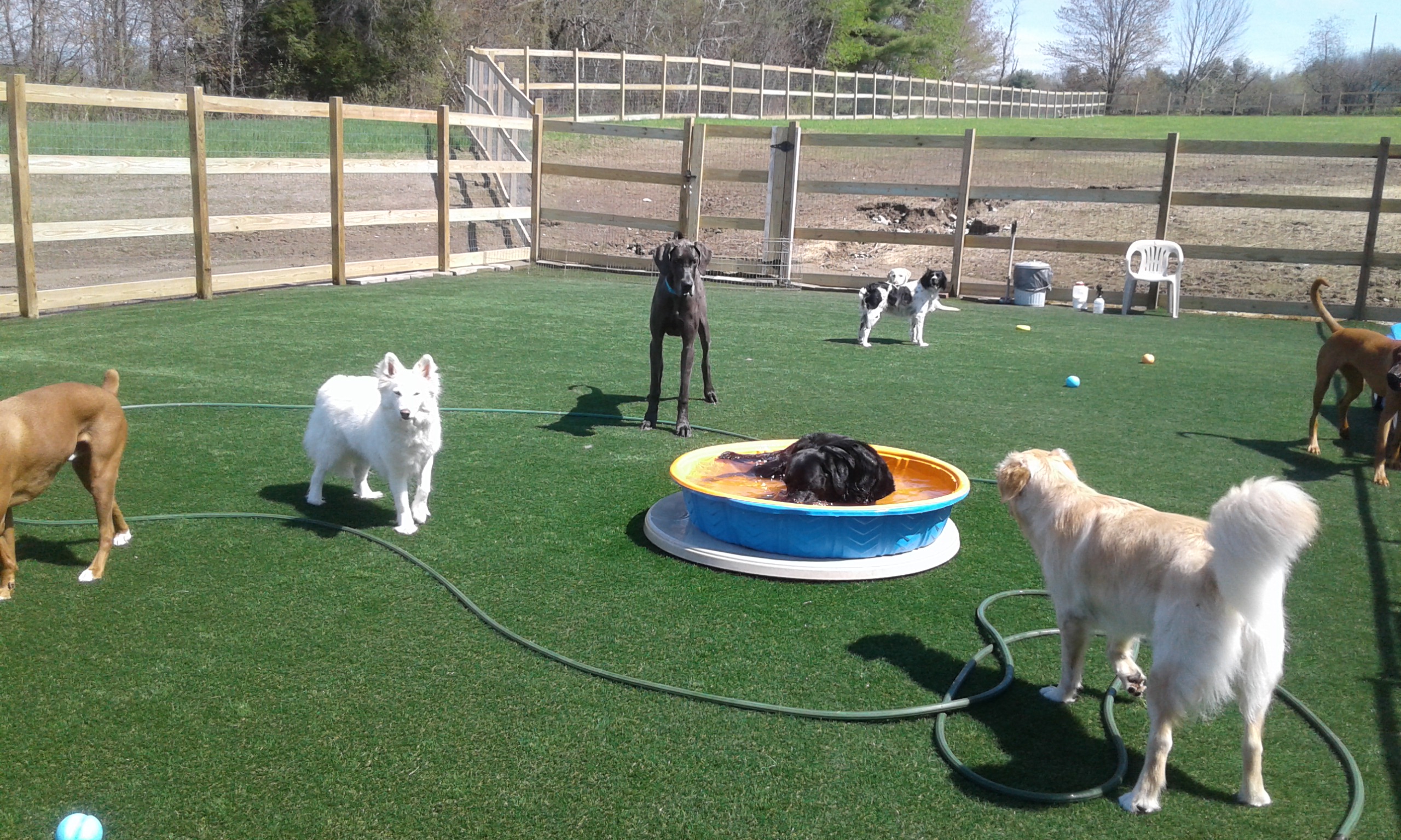 daycare for dogs