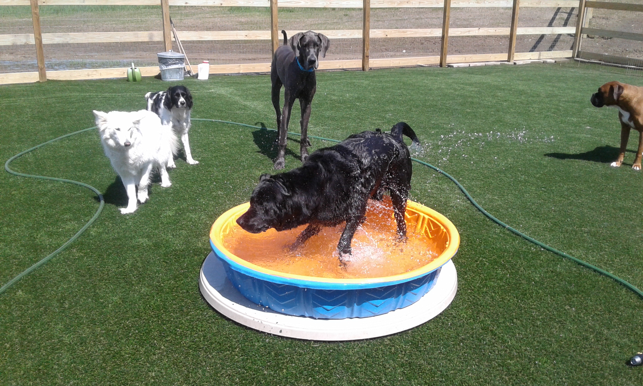 Wags Daycare for Dogs LLC Dog Daycare & Dog Boarding