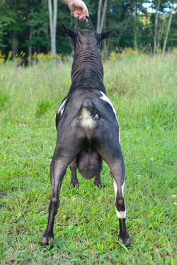 OLD MOUNTAIN FARM GREY CHEEK