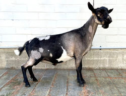 Old Mountain Farm AugustSQuinn