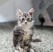 Gypsy's Male, silver classic tabby, AVAILABLE!!!