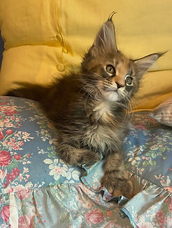 Poly tortoiseshell 1.jpg