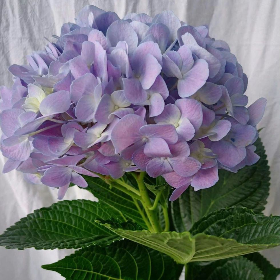 縮圖：繡球花 （淺藍/粉/淺紫/藍紫）