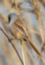 Bearded reedling 6201 a