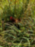 IMG_5037.jpeg