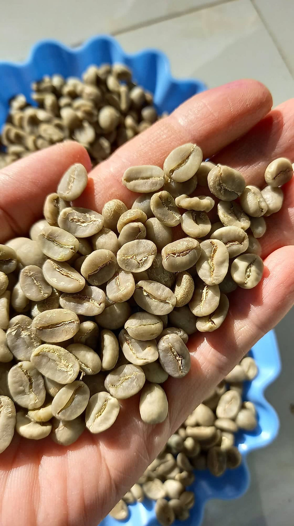 Hình thu nhỏ: Arabica Cầu Đất sàng 18 phơi nhà kính