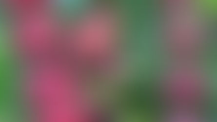 Cà phê Buôn Ma Thuột