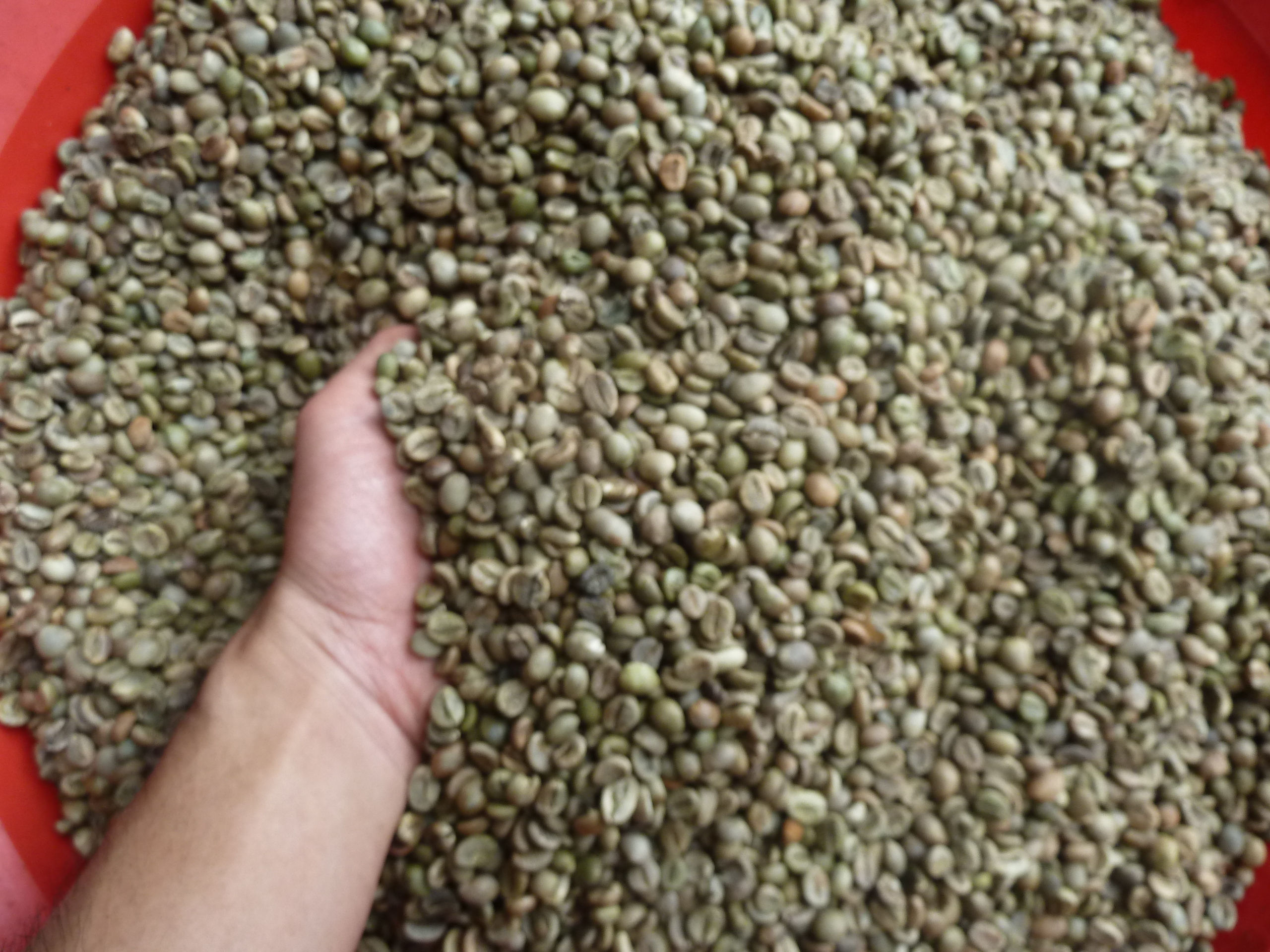 Robusta sàng 18/Unwashed Robusta grade 1 screen 18