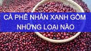 CÀ PHÊ ROBUSTA NHÂN XANH VỤ 2022-2023 CÓ NHỮNG LOẠI NÀO?