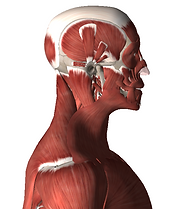 Neck Side Flexors.PNG
