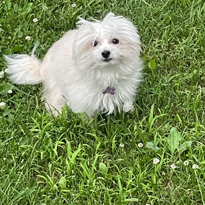 Rosie