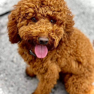 Scooby